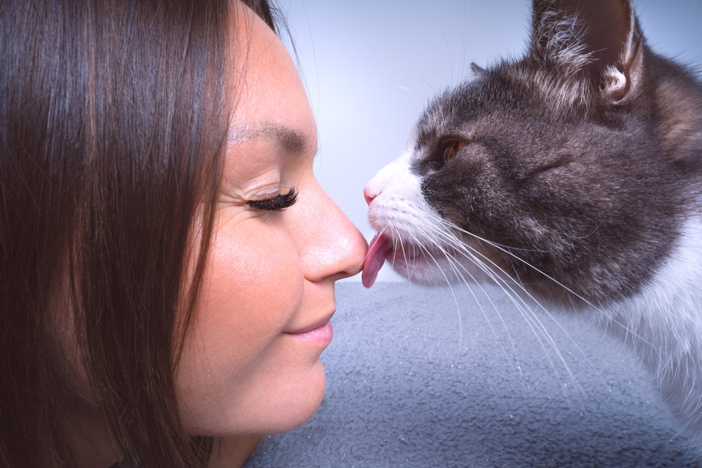 Are Cats Clean Animals to Have at Home?