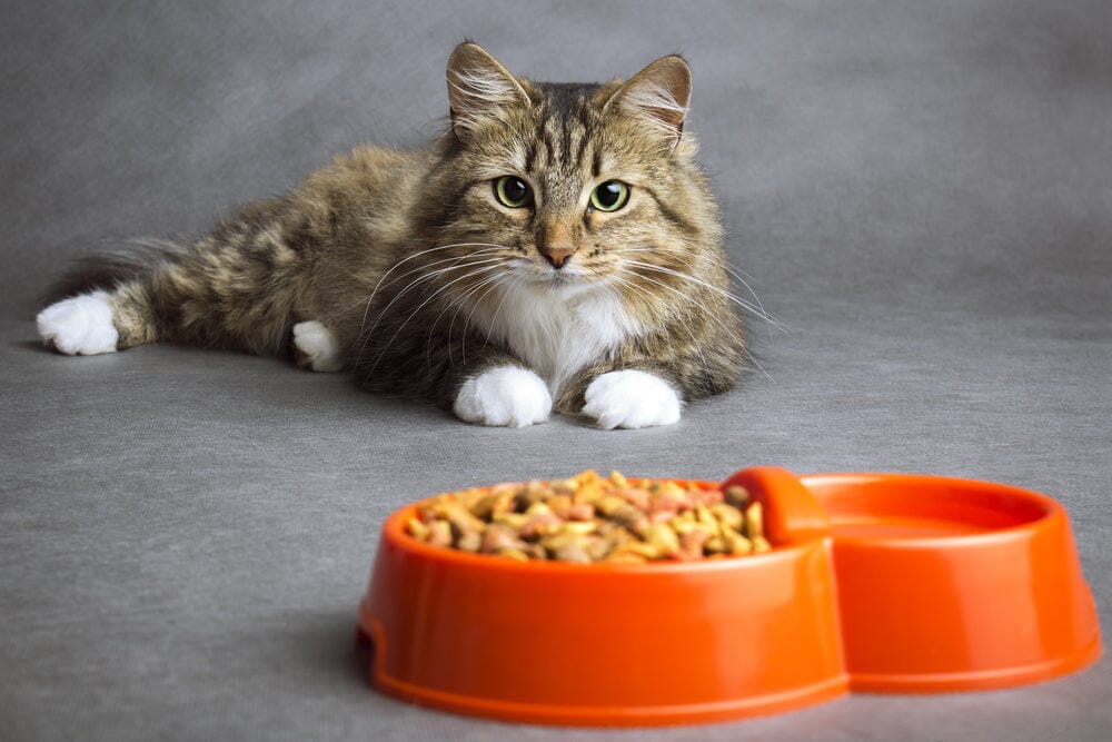  Benefits of Grain Free Cat Food