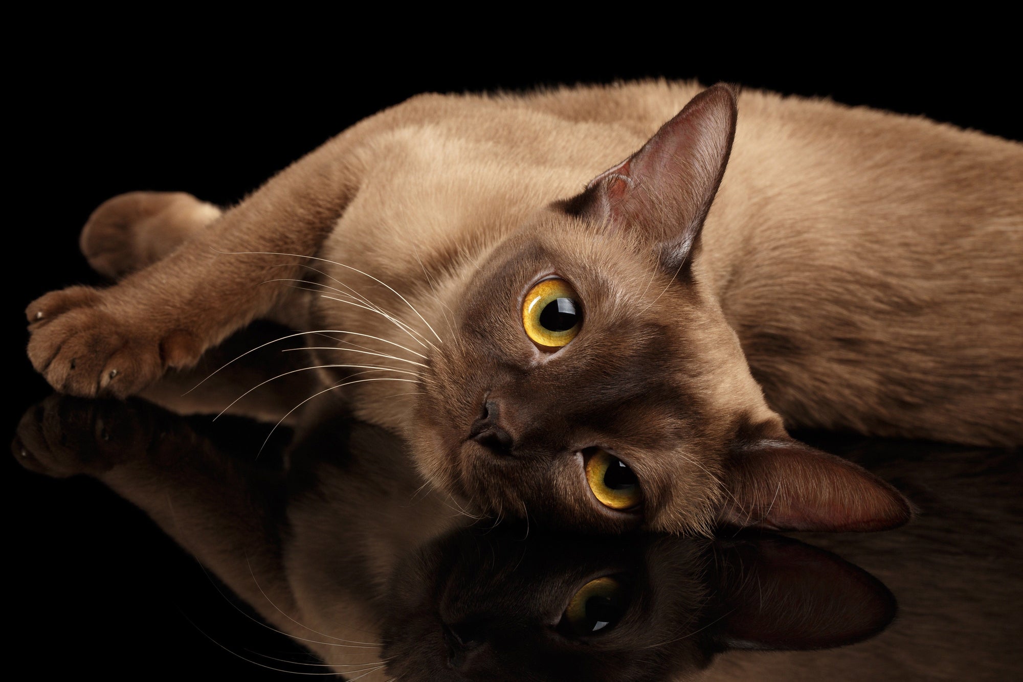 Burmese Cats: A Guide to the Breed