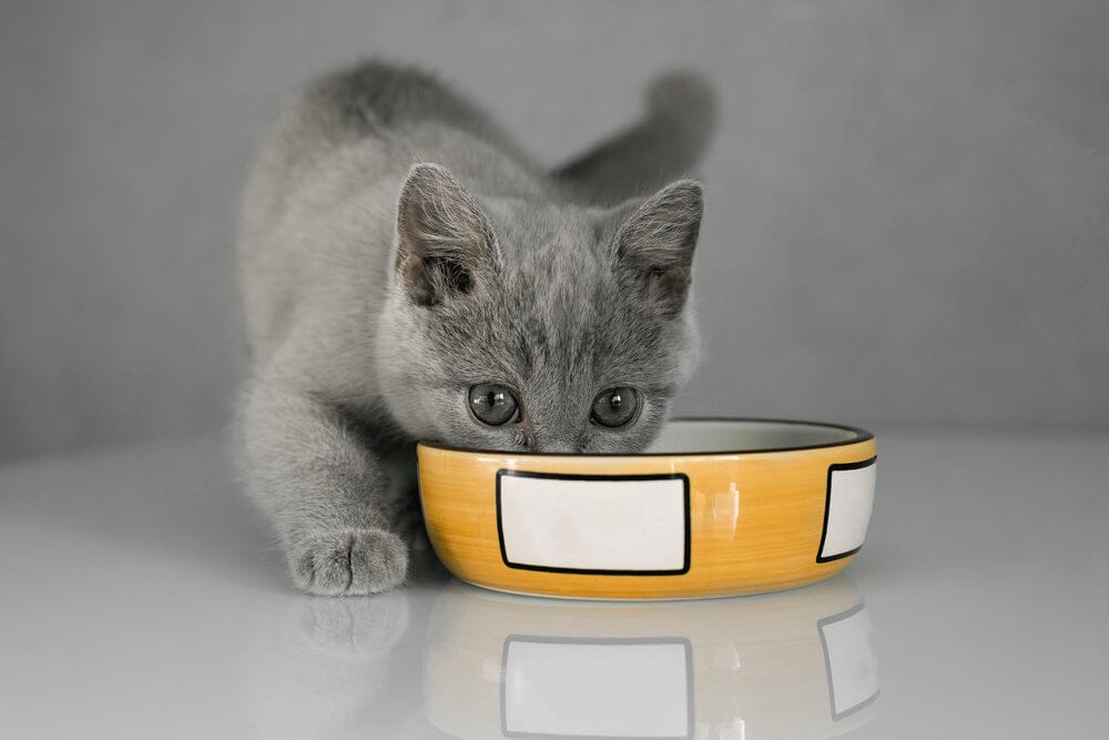 kitten eating from bowl