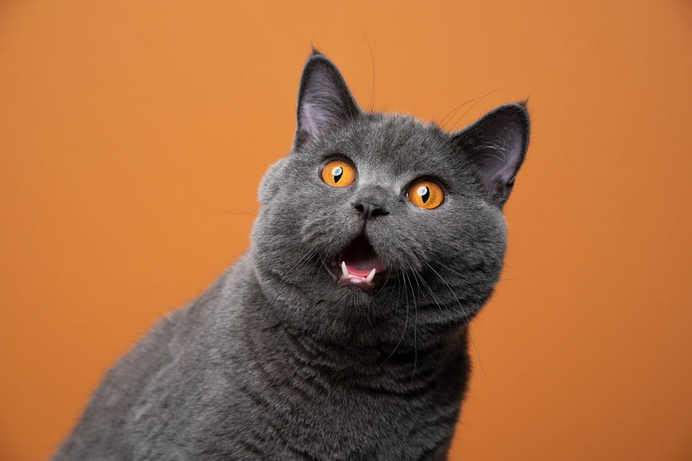 Can Stress Cause UTIS In Cats?
