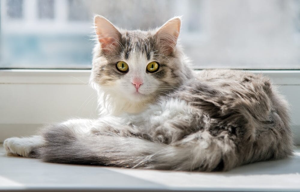 Can Your Indoor Cat Catch Fleas?