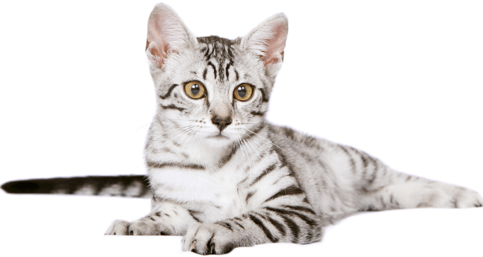 All About the Egyptian Mau Cat