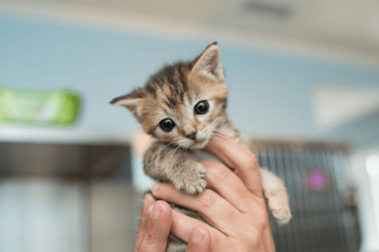 6 Cat Skin Disorders Every Pet Owner Should Know About