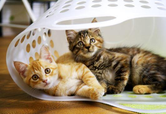 two kittens in basket
