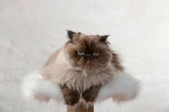 4 Things to Know About Himalayan Cats