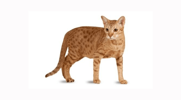 4 Things to Know About the Ocicat Cat