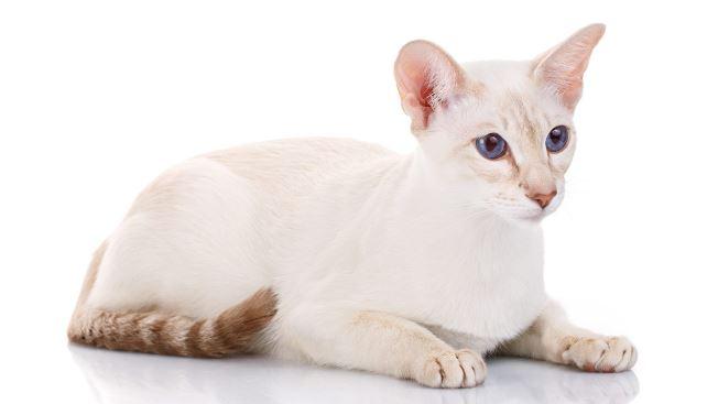 Colorpoint Shorthair Cats