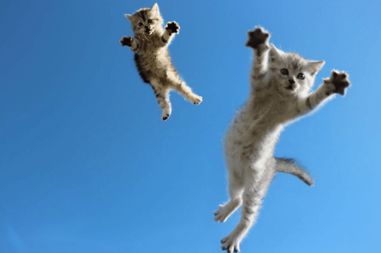 Insane Cat Reflexes You Didn’t Know About