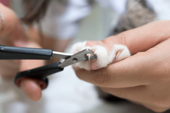 How to Cut Cat Nails
