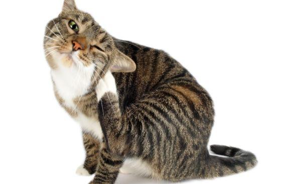 Five Ways to Treat Your Cat's Fleas Naturally