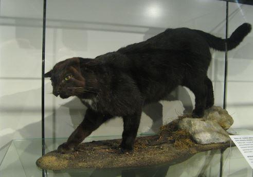 Myths and Facts About the Kellas Hybrid Cat