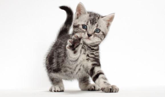 American Shorthair Cat