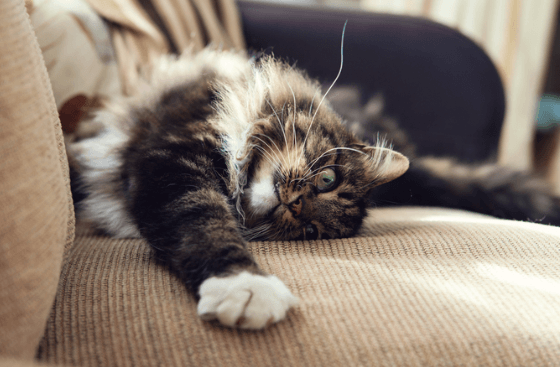 5 Things to Look for When Shopping for Cat-Friendly Furniture