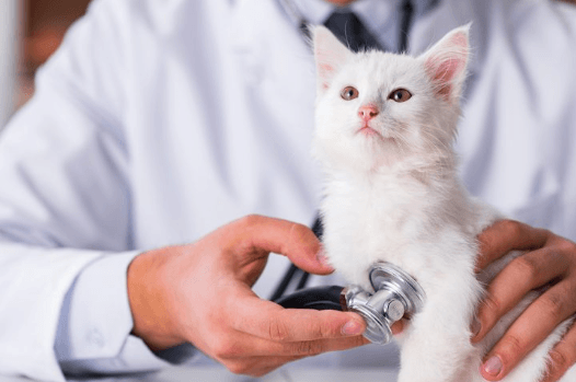Cat Vaccinations for Healthy, Happy Kitties