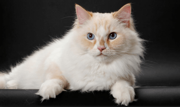 Five Amazing Facts about Ragamuffin Cats