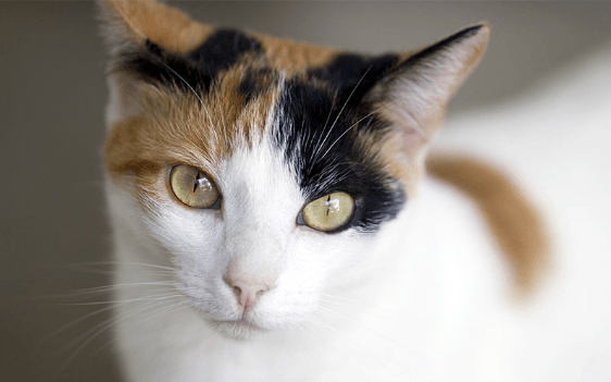 A Comprehensive Guide to Calico Cats