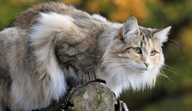 The Viking Cat: Norwegian Forest Cat Basics