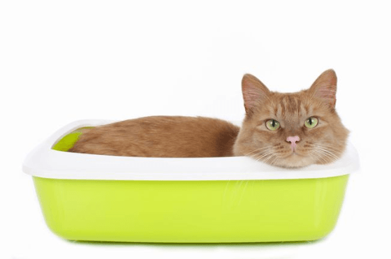 cat in litter box