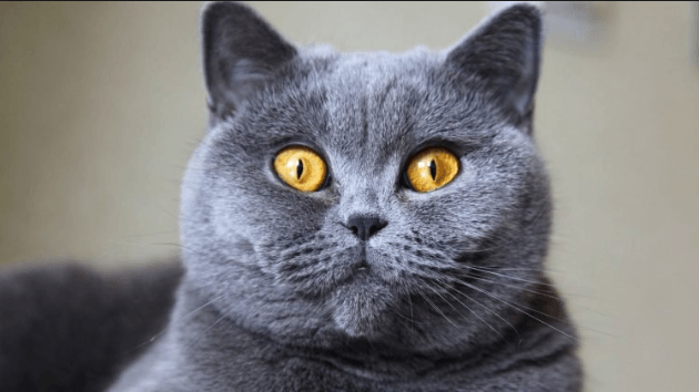 British Shorthair Cats