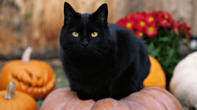 What’s the Connection Between Black Cats & Halloween