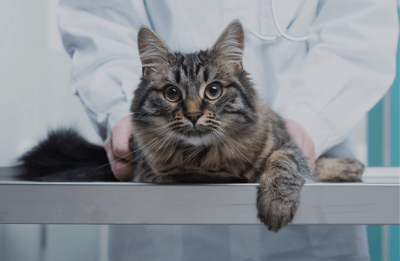 Cat Spaying 101: The Whats, Whens, Whys, and Hows You Need to Know