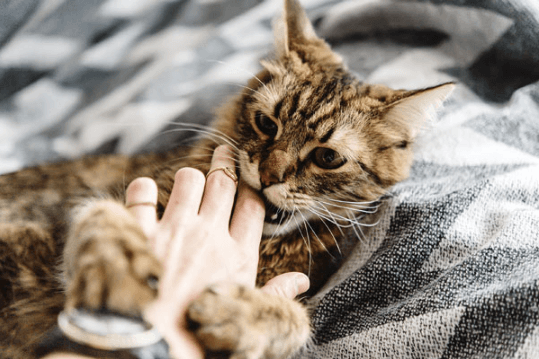 What Does It Mean When Your Cat Bites?