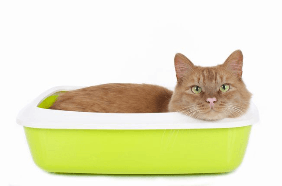 Giving You the Scoop on Pine Cat Litter