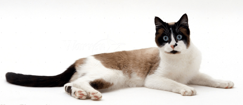 Snowshoe Cats