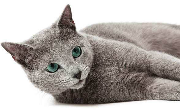 What to Know About Russian Blue Cats