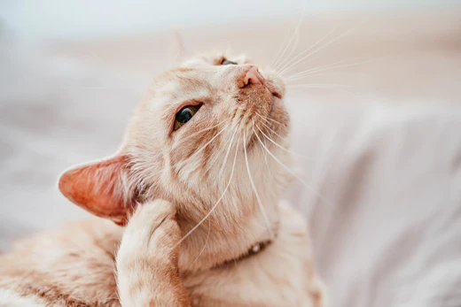 Cat Ear Mites vs Wax: How to Tell the Difference