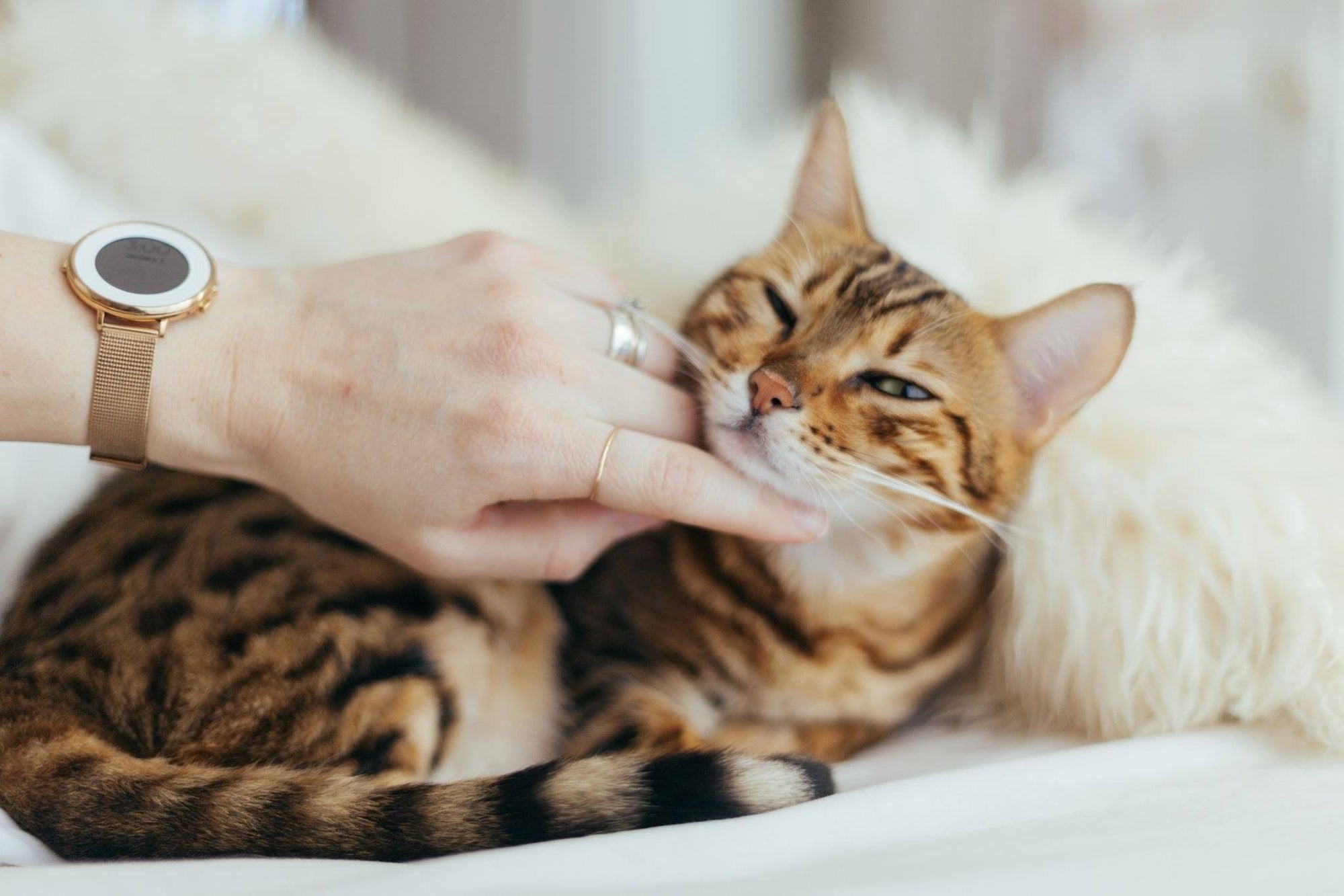 Cat Massages: Best Areas to Hit For a Happy and Relaxed Cat