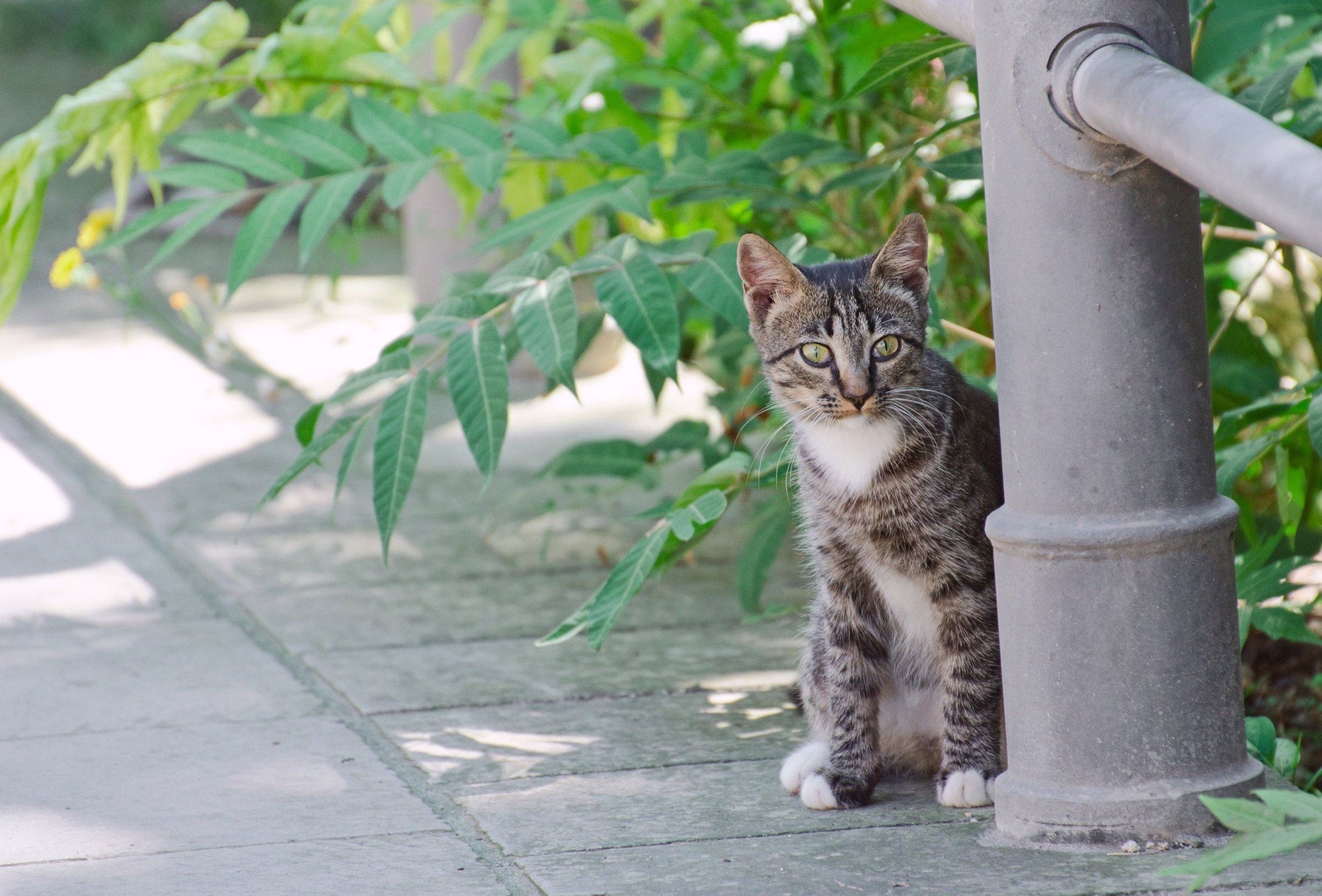 How to Humanely Deal with Feral Cats