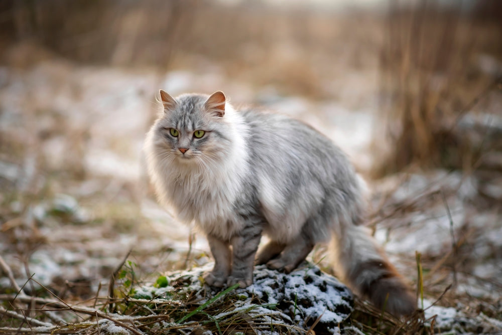 Cat Winter Coat vs Summer Coat