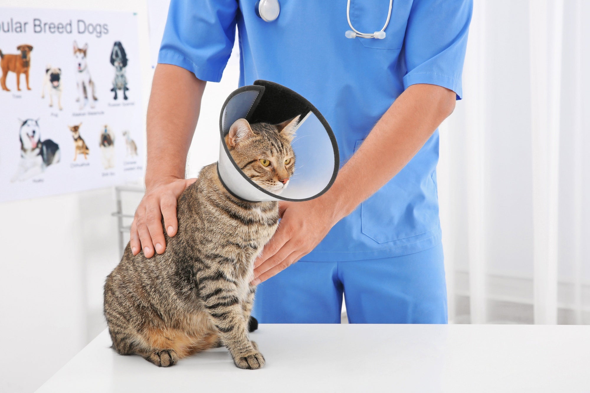5 Signs Your Cat May Have Cancer -- and Why It Can Be Hard to Detect