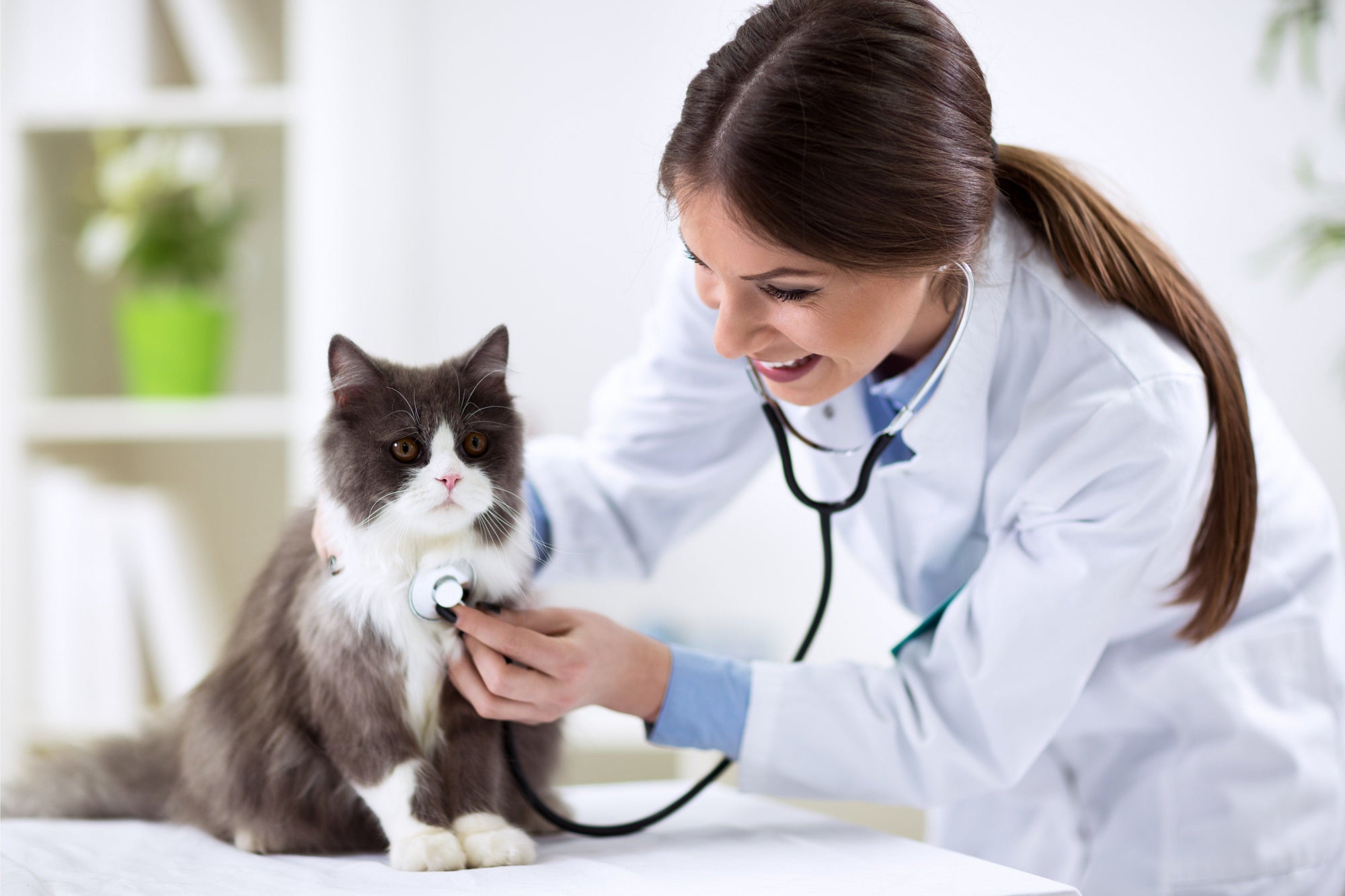 Helpful Information About Lower Urinary Tract Disease in Cats
