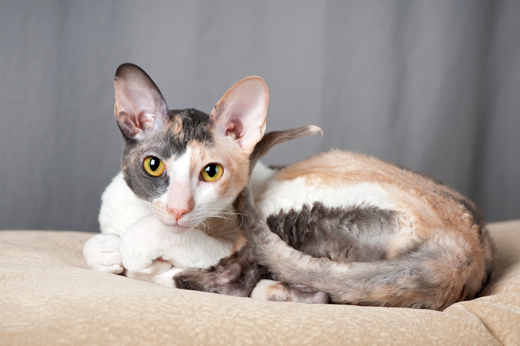 Everything to Know About The Cornish Rex Cat