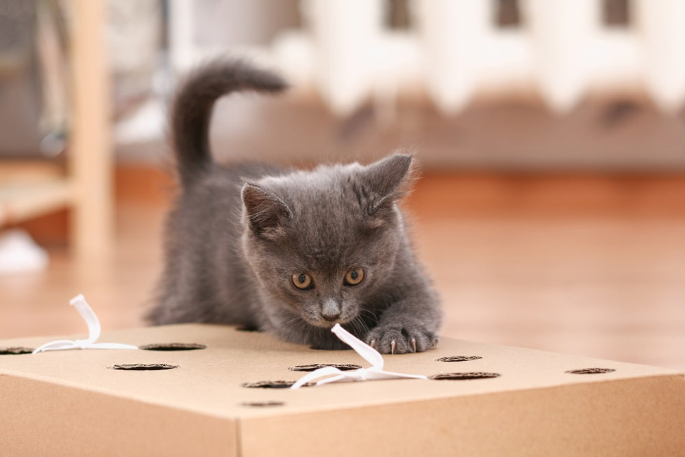 DIY Cat Toys