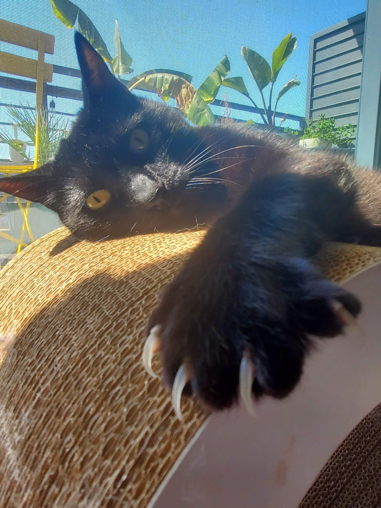 November Cool Cat of the Month: Meet Fang!