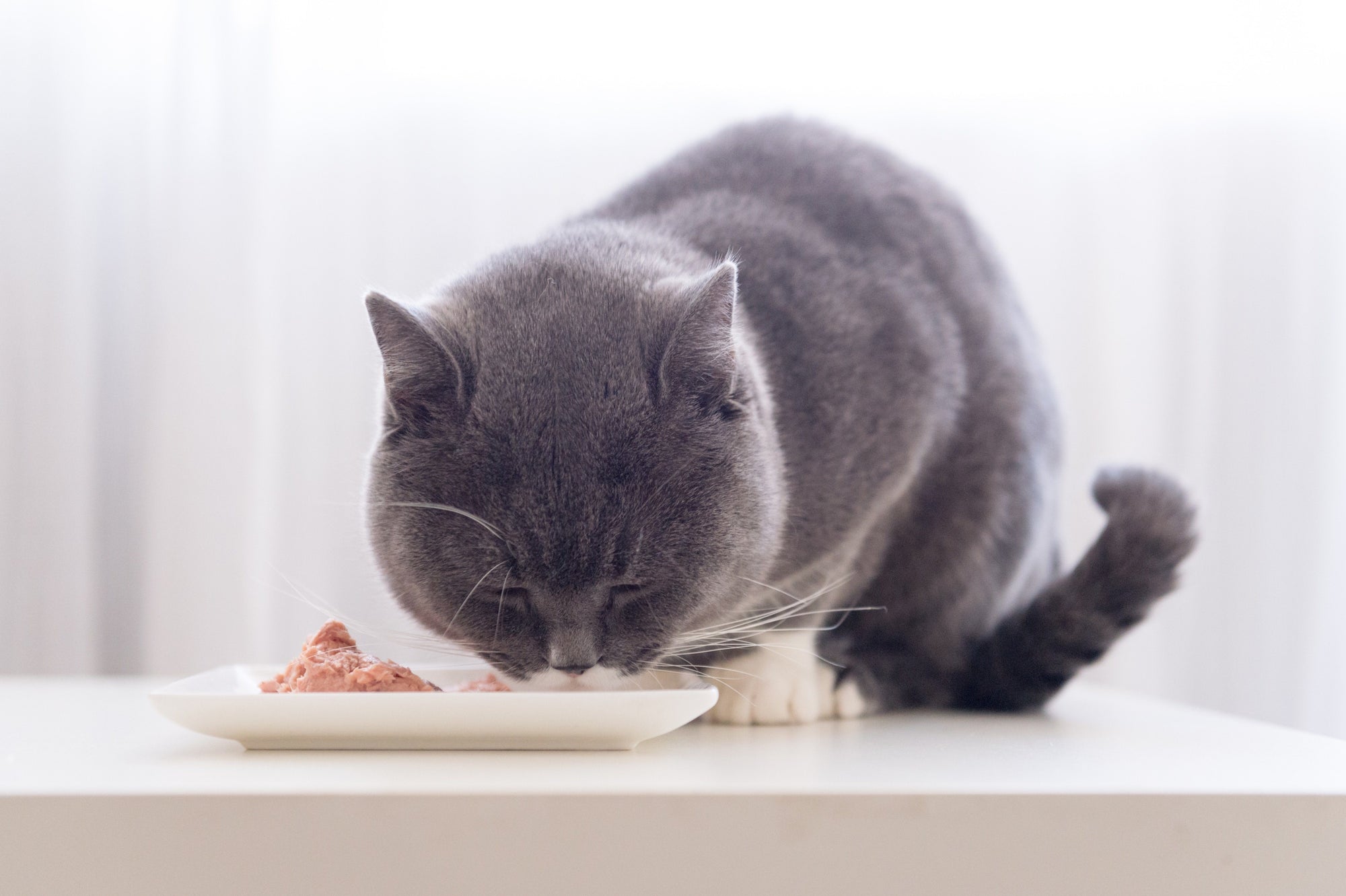 Nutrition Basics For Cats - Nature's Perfect Hunter