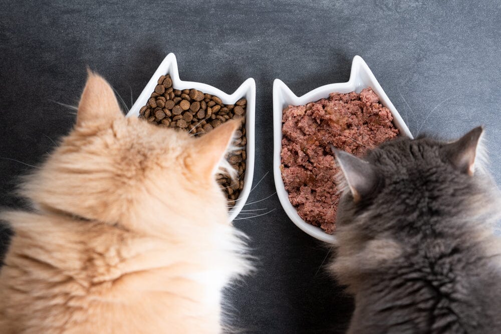 How much wet and dry food to feed a cat?