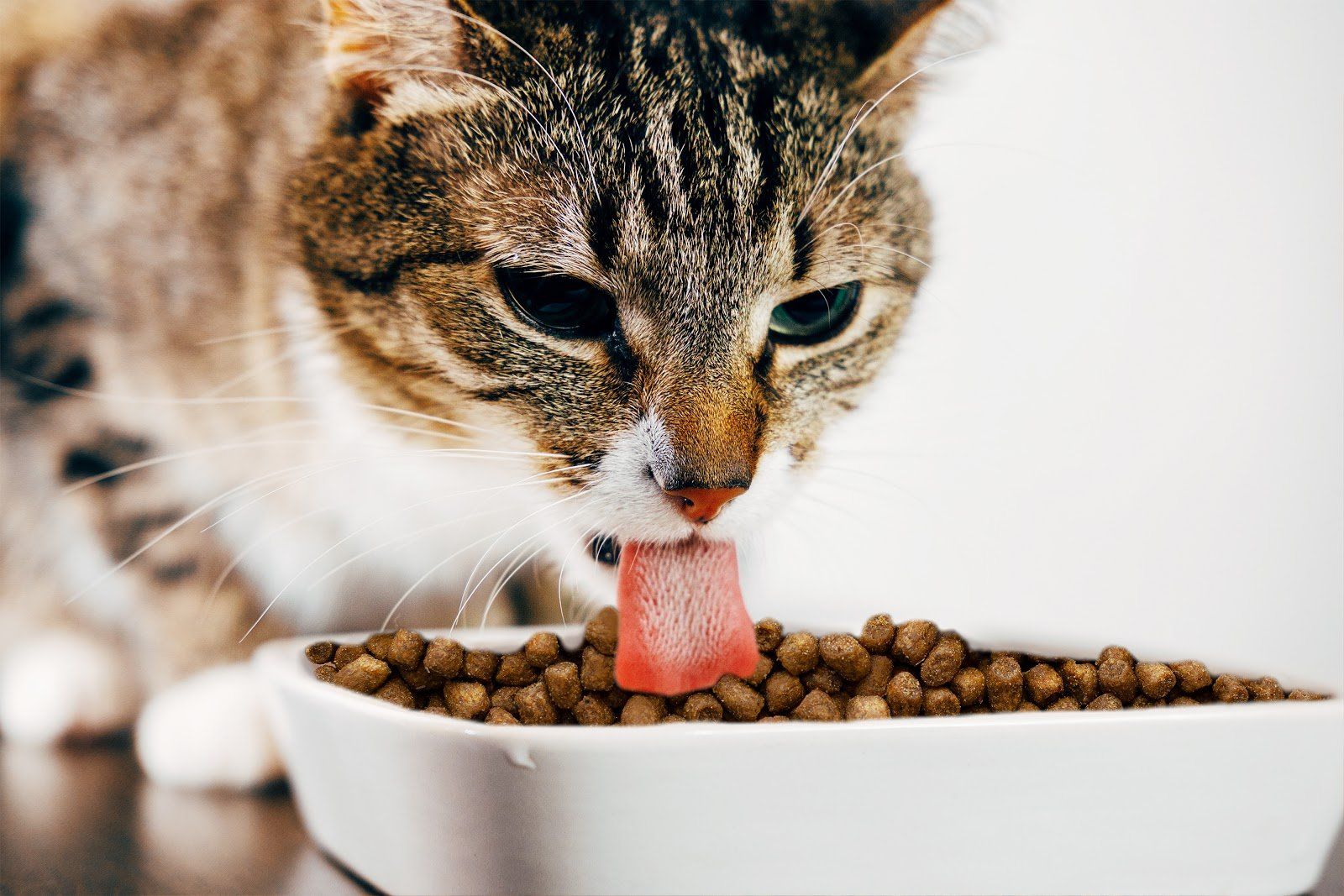 How to Improve Your Cat's Diet in 5 Simple Steps