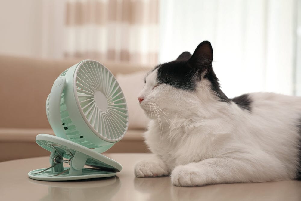 How to Keep Cats Cool in Summer