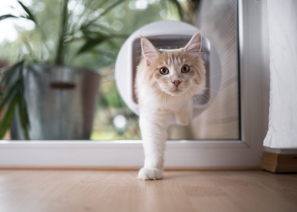 Indoor Cats vs. Outdoor Cats: Pros & Cons