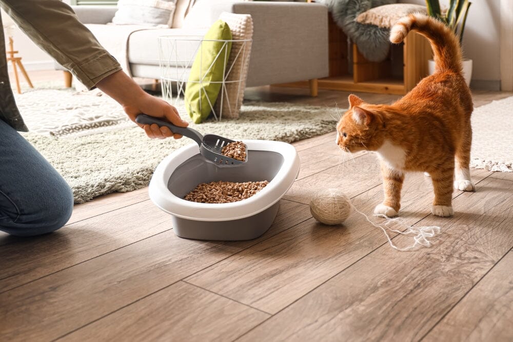 Is Clumping Litter Bad for Cats