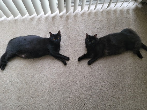 June Cool Cat of the Month: Meet Lestat and Laszlo!
