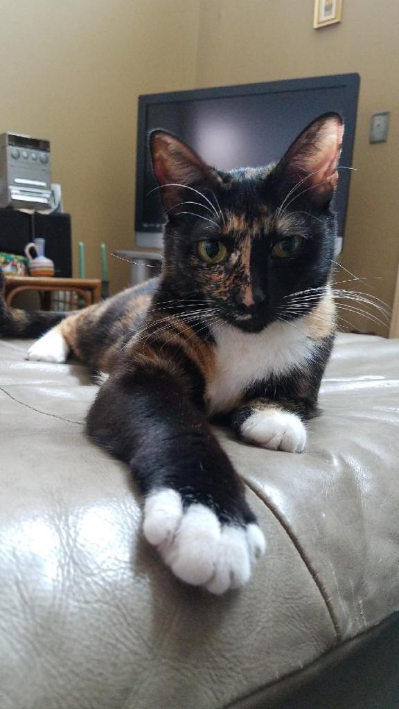October Cool Cat of the Month: Meet Luna!