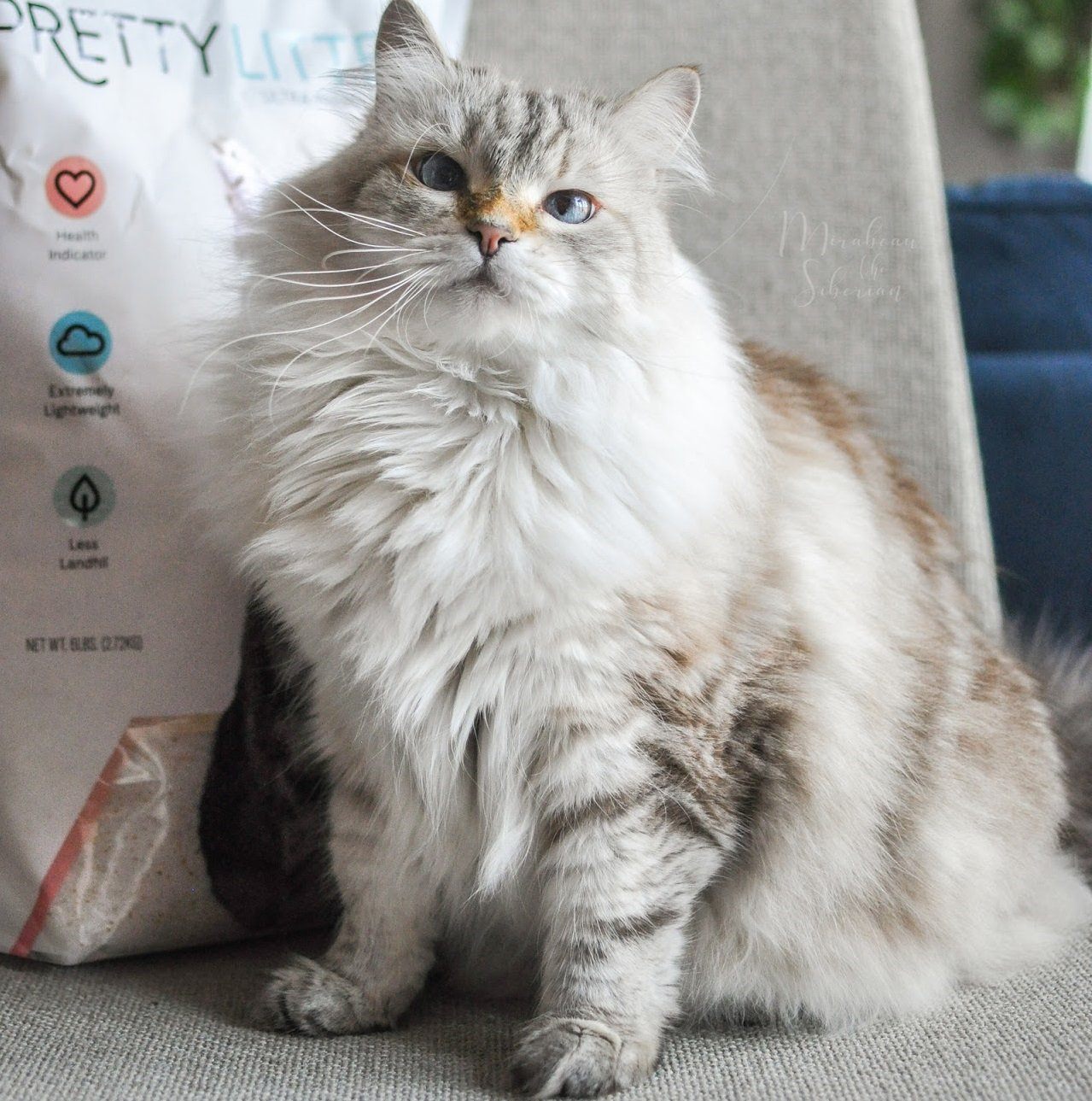 8 of the Most Common Cat Breeds