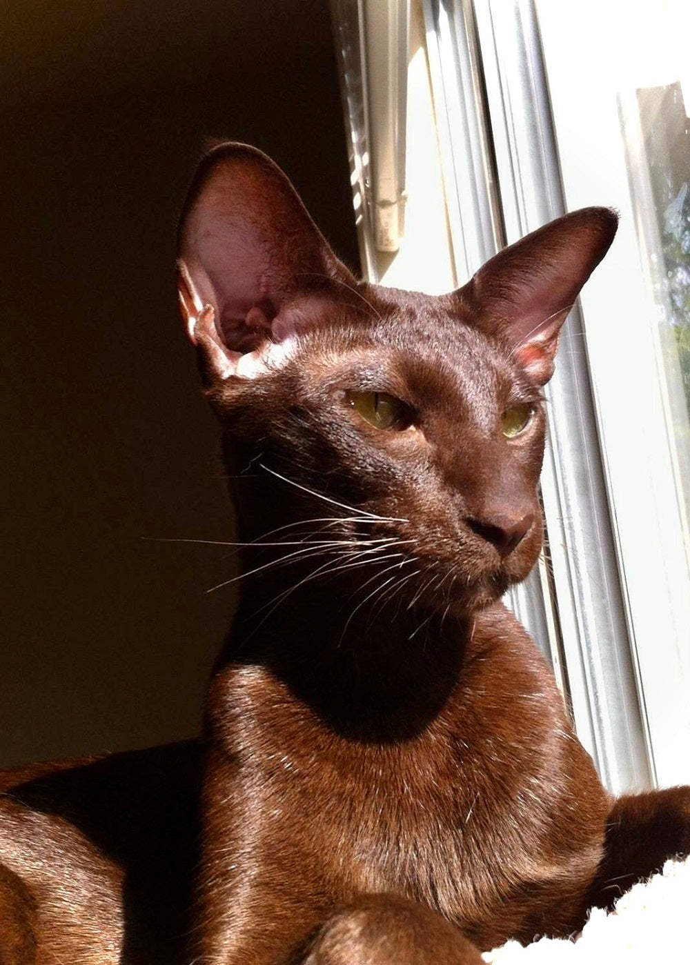 October Cool Cat of the Month: Meet Moshe!