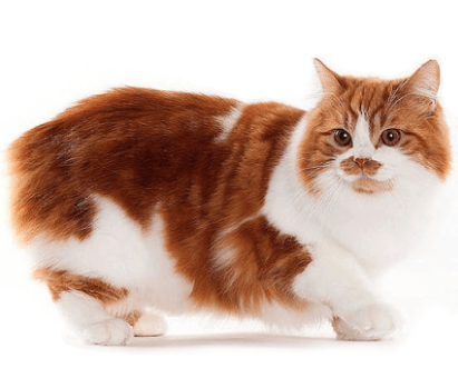 Everything You Need to Know About The Cymric Cat